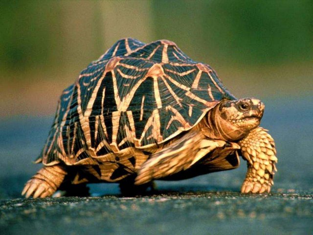 Все о черепахах в Казани | ЗооТом портал о животных