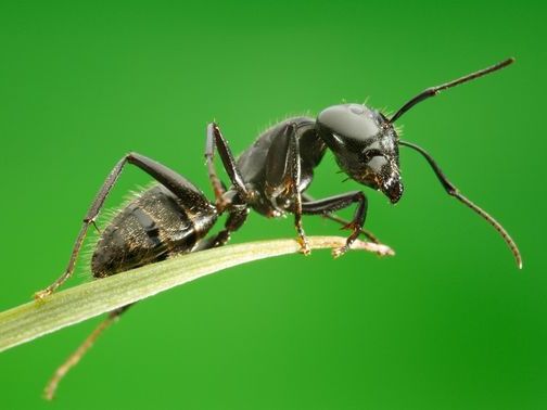 Все о муравьях в Казани | ЗооТом портал о животных