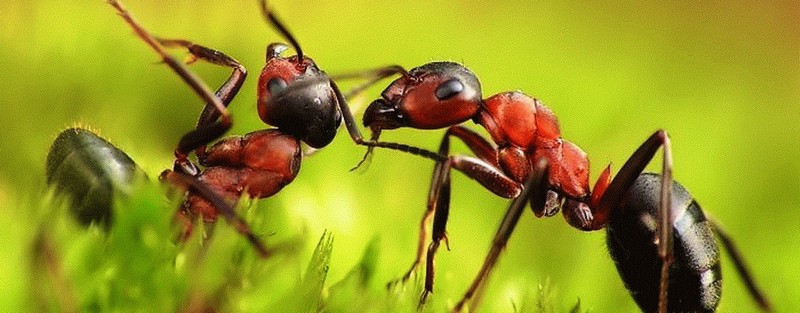 Все о муравьях в Казани | ЗооТом портал о животных