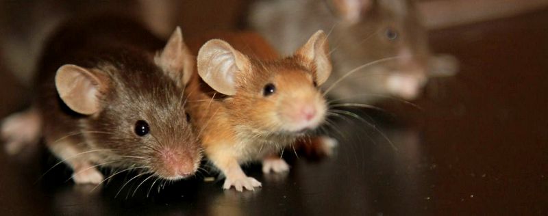Все о мышах в Казани | ЗооТом - продажа, вязка и услуги для животных в Казани