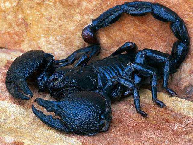 Все о скорпионах в Казани | ЗооТом портал о животных