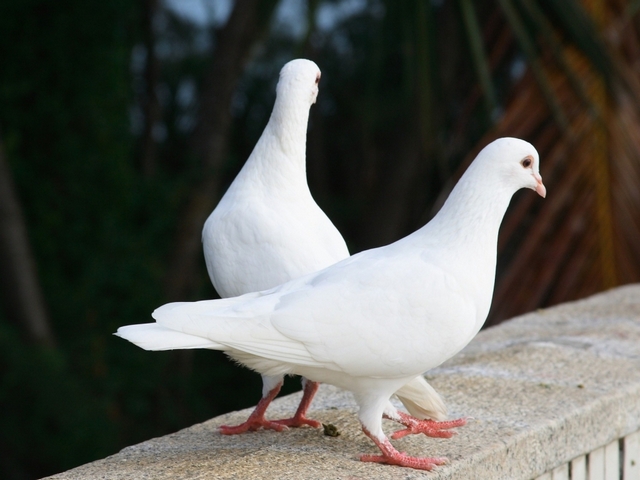 Все о голубях | ЗооТом - продажа, вязка и услуги для животных в Казани