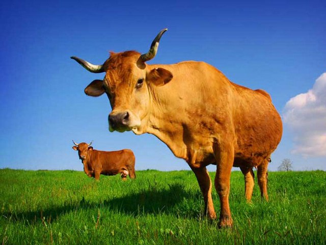 Все о коровах в Казани | ЗооТом портал о животных
