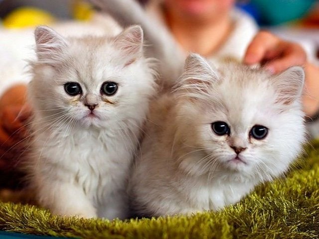Породы кошек в Казани | ЗооТом портал о животных