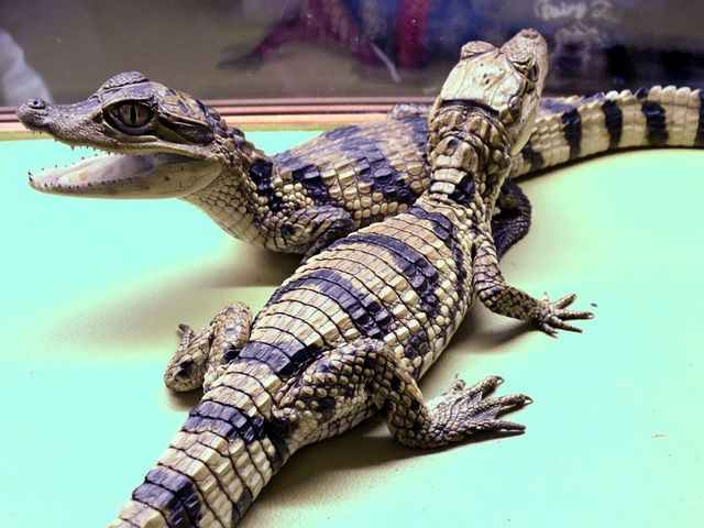 Все о крокодилах в Казани | ЗооТом портал о животных