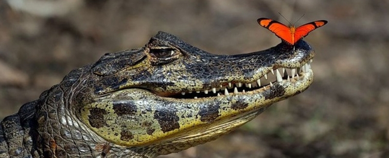 Все о крокодилах в Казани | ЗооТом портал о животных