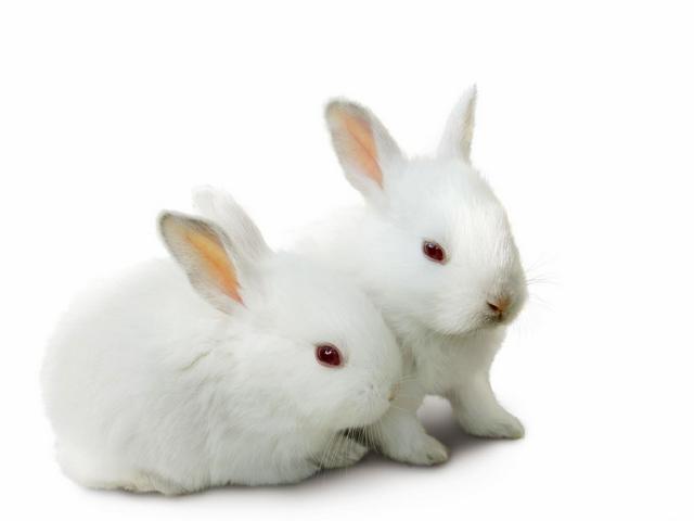 Все о кроликах в Казани | ЗооТом портал о животных