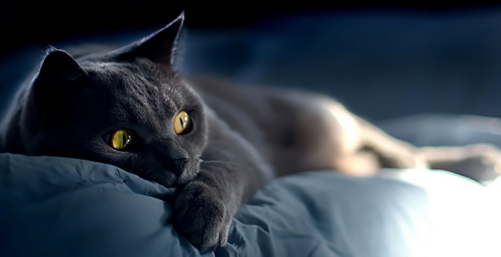 Объявления о кошках | ЗооТом - продажа, вязка и услуги для животных в Казани