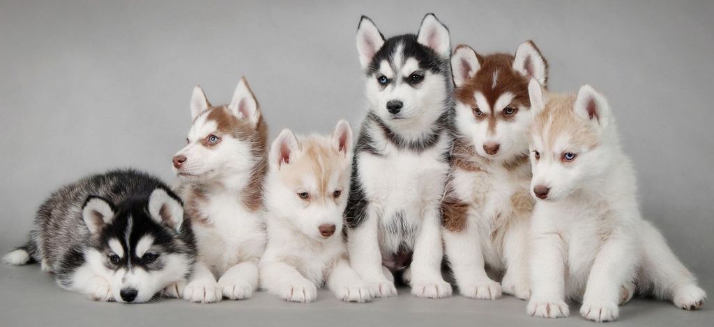 Объявления о собаках | ЗооТом - продажа, вязка и услуги для животных в Казани