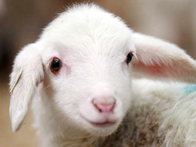 Овцы и бараны в Казани | ЗооТом портал о животных