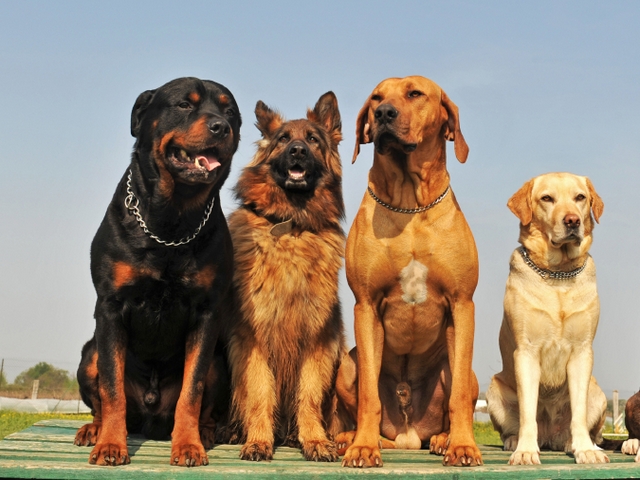 Крупные породы собак в Казани | ЗооТом портал о животных