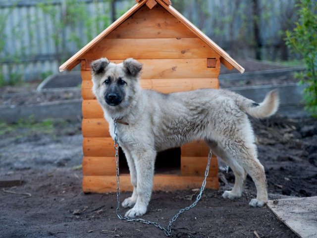 Все о собаках в Казани
