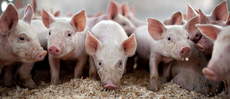 Все о свиньях в Казани | ЗооТом портал о животных