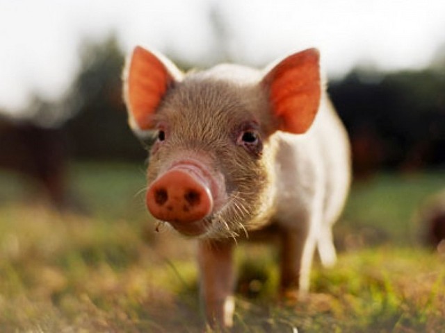 Все о свиньях в Казани | ЗооТом портал о животных